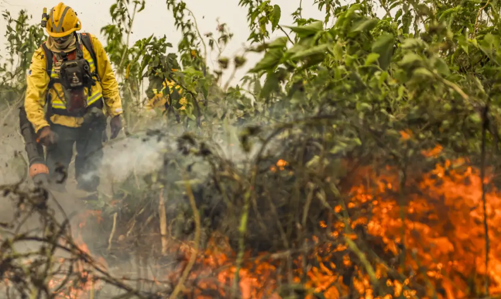 Combate a incêndio na mata - Marcelo Camargo - Agência Brasil