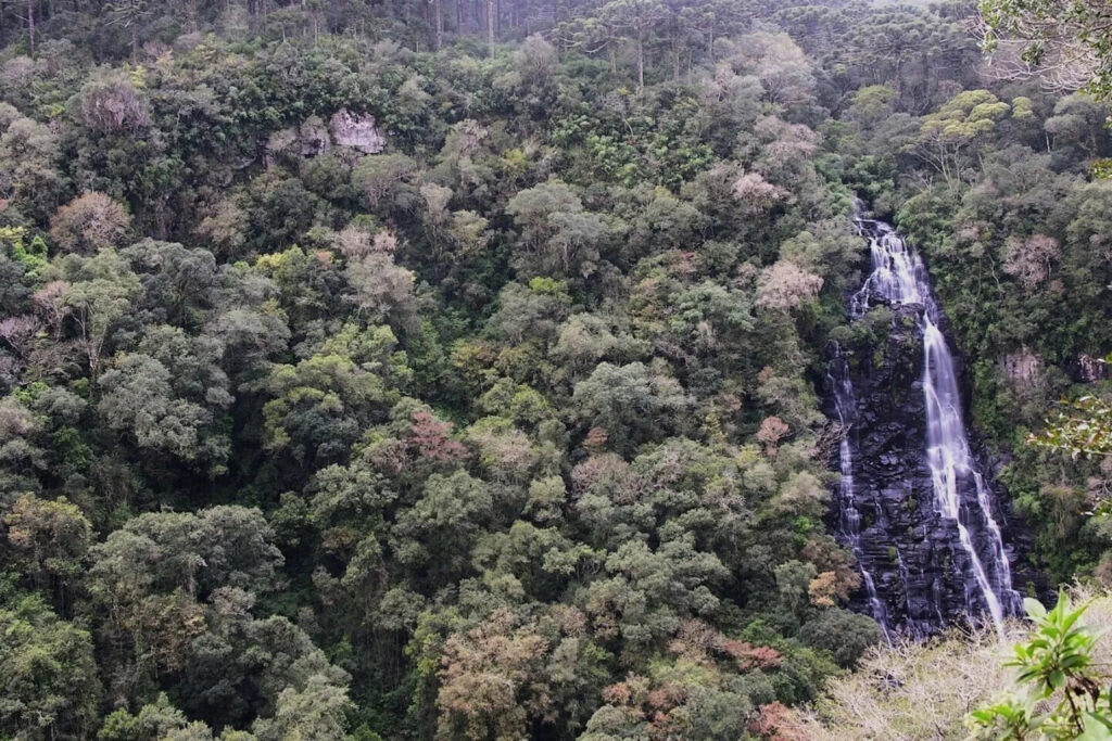 Cenário na Flona de São Francisco de Paula. Foto: ICMBio/Divulgação